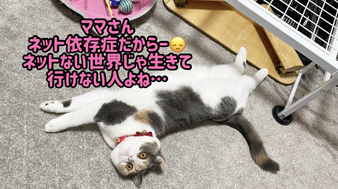 0201zunda's tweet photo. 家のルーターの調子悪くてネットに繋がらなかったけどようやく直った💦
ネット繋がらないと対策方法も検索できなくてストレスだった😓 https://t.co/QKsMgd4uut