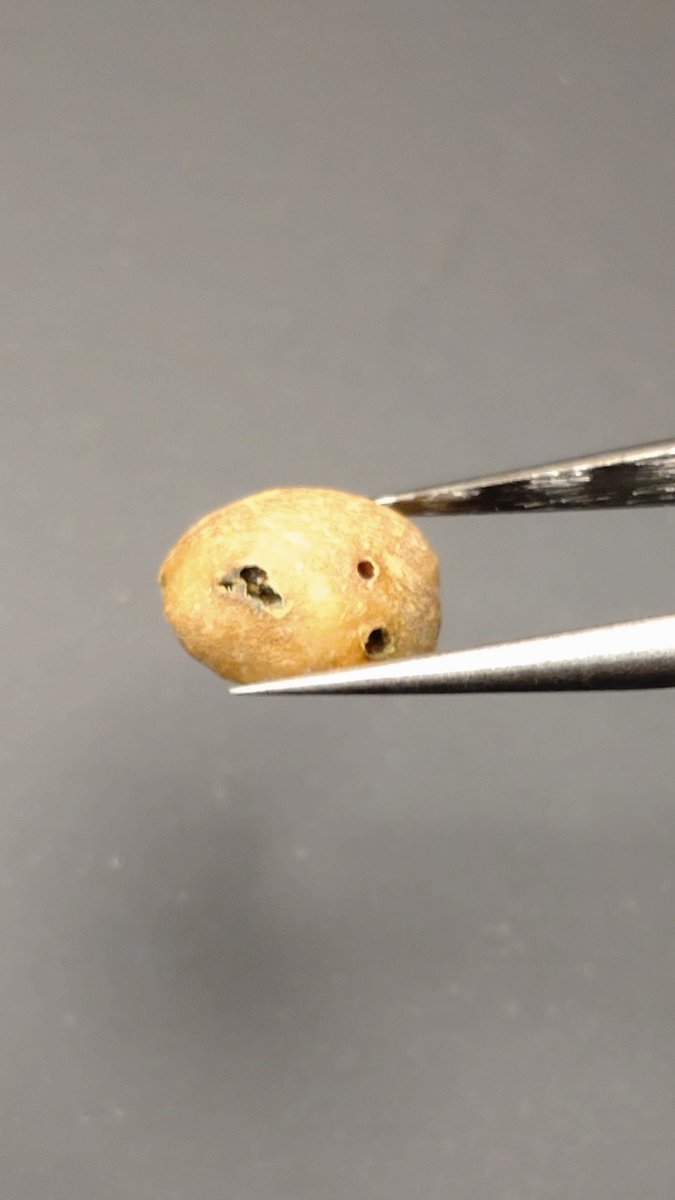 cafe_exp_blog's tweet photo. 「コーヒー豆を食べる虫」の正体は？
コーヒーノミキクイムシの幼虫。コーヒーボーラーともいわれる。コーヒーの実に卵を産み、幼虫が種子に通り道を掘り、細菌に感染しやすくなる。コーヒー生豆には、この虫による虫食い豆が入っていることがあり、ハンドピックで取り除く必要がある。
#CoffeeLover https://t.co/A47Siddnhu