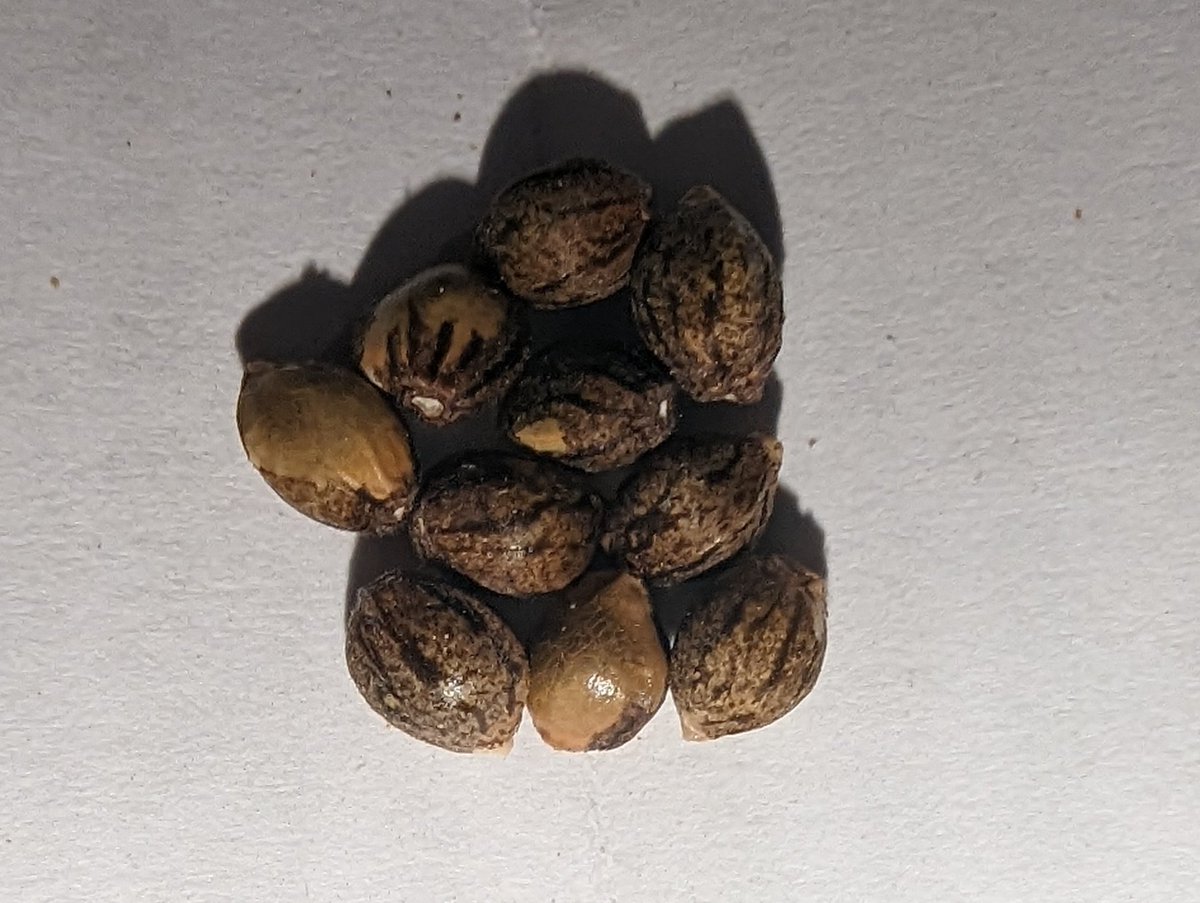 CanuckleBudZ's tweet photo. Packing up some seeds to send out...the Species 8472 really does make some pretty seeds. Hoping to send em out in a day or two.  
#TempleGrownGenetics https://t.co/bnwTPo8Gv4