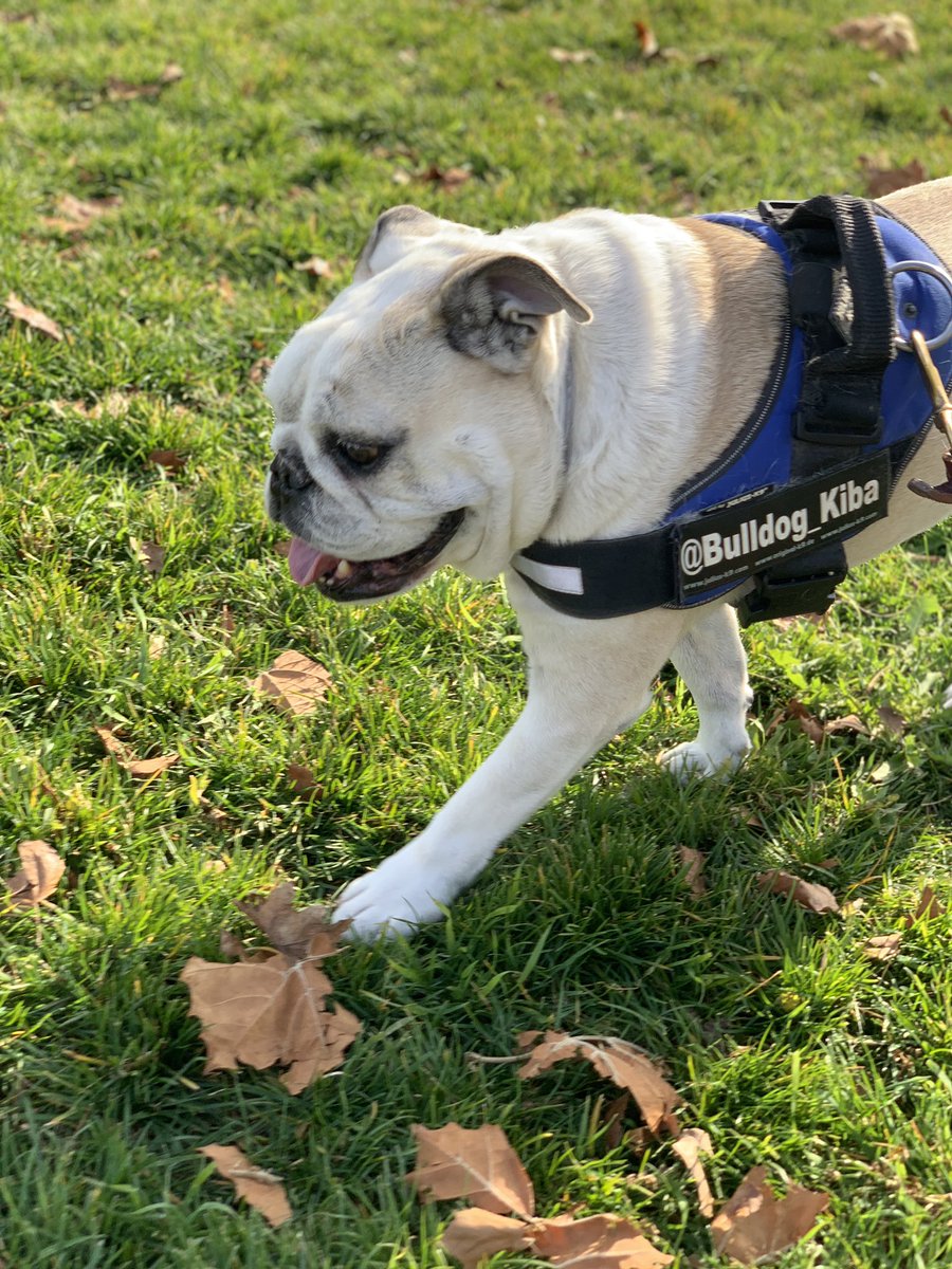 Bulldog_Kiba's tweet photo. Nice fall day for a walk! (https://t.co/tisHtEAfui) https://t.co/D02Sd7dJWn