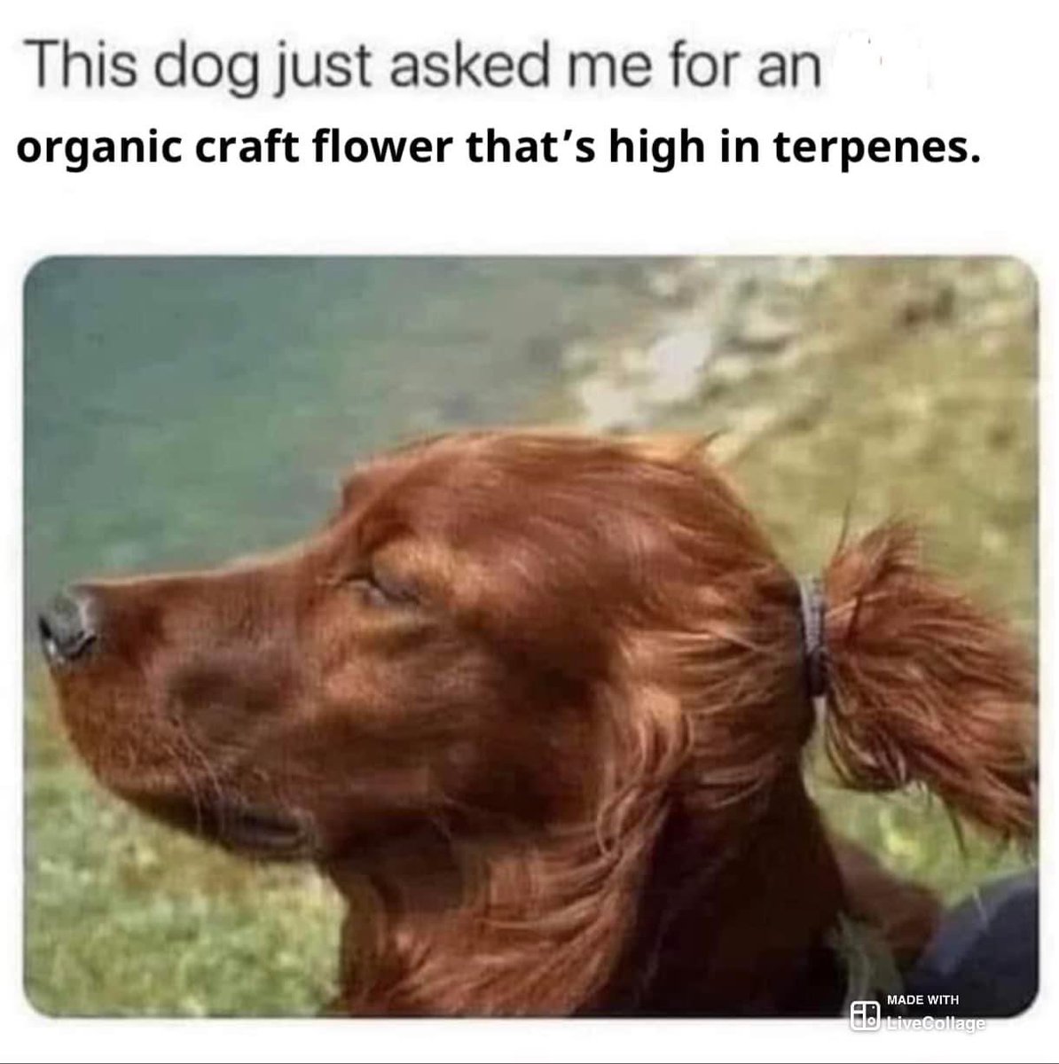 cooksings's tweet image. #budtenderlife