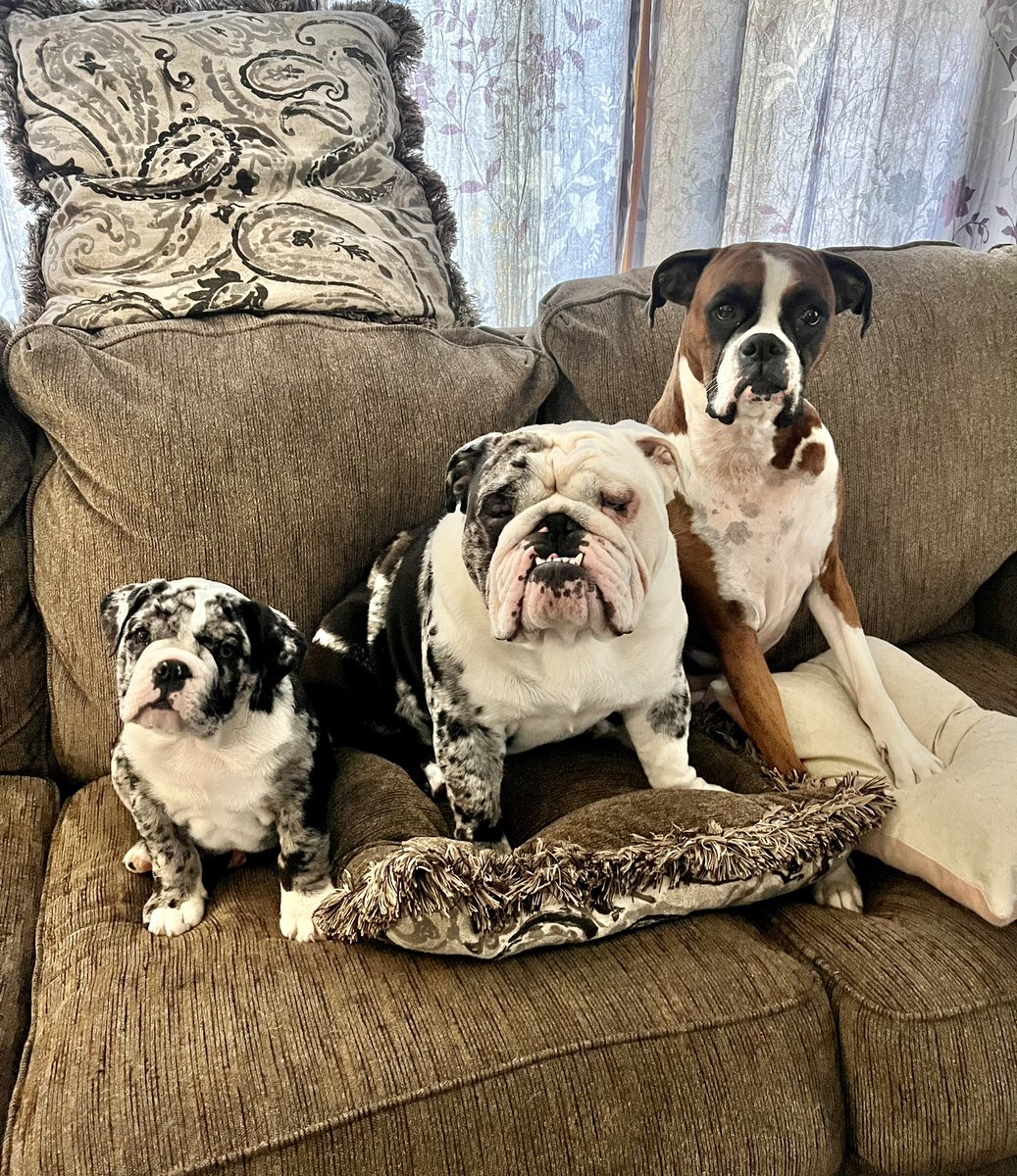 StacLegg's tweet photo. Why can’t people be as nice as dogs?! https://t.co/nuM9QJQjxC