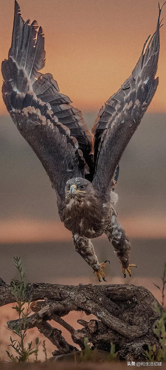 I am coming!