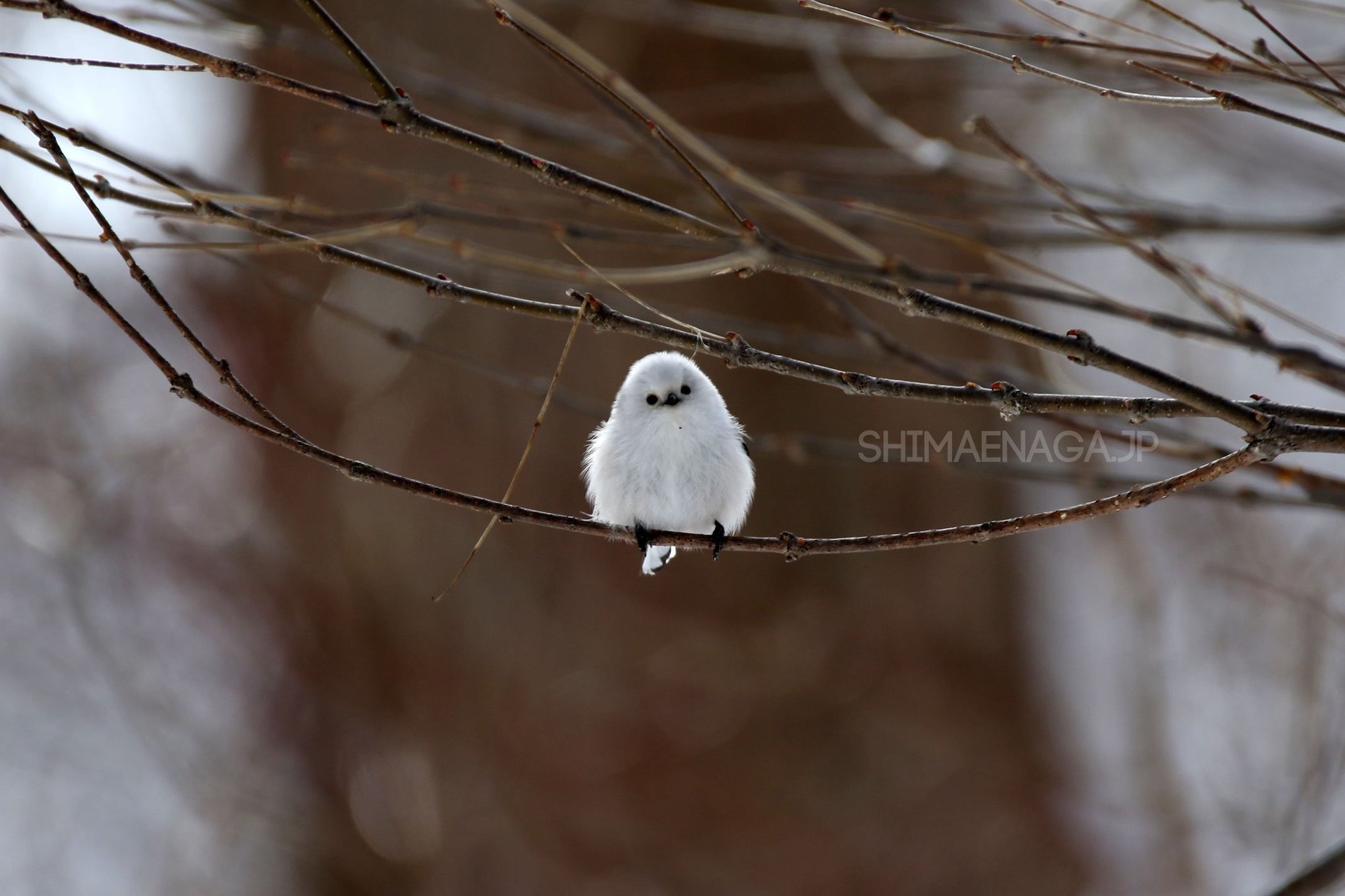 Bird H On Twitter Birdbot Https T Co Peap2pnqc1 Twitter