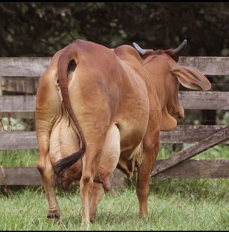 GagaUwera's tweet photo. Do you have an interest in dairy cows? Please like and retweet! https://t.co/qBZMNS80Uo