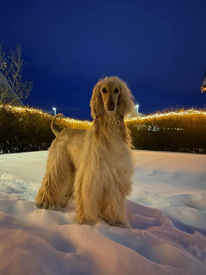 So we had some snow here in the south of Sweden. Legolas loves the snow! This picture is from last winter, but I love it! ❤️🐶