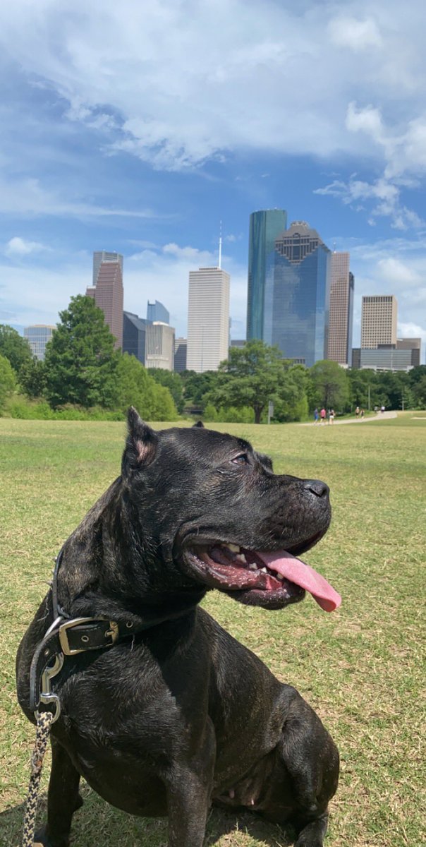OmarioReyess's tweet photo. #htown #canecorso #crofam #nena #mydog #nothingtoplaywith #badbitch https://t.co/1YQpnI3SCL