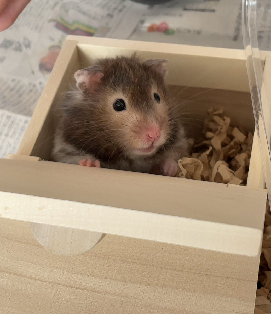 お掃除まだ終わらない…？って気持ちがいつもより下がり気味のお耳に出てて可愛いすぎました💕
もっと手早くできるように頑張らないと💪

#ハムスター 
#ハムスターのいる暮らし 
#ハムスター好きさんと繋がりたい