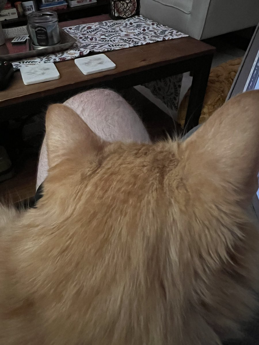 Damn. How does my cat have waves? #wavecheck