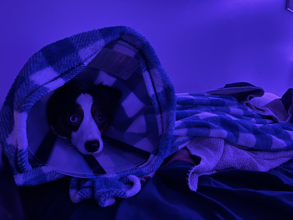 Luna’s Account Now!💖 (Angel Rex)🐶 tweet media