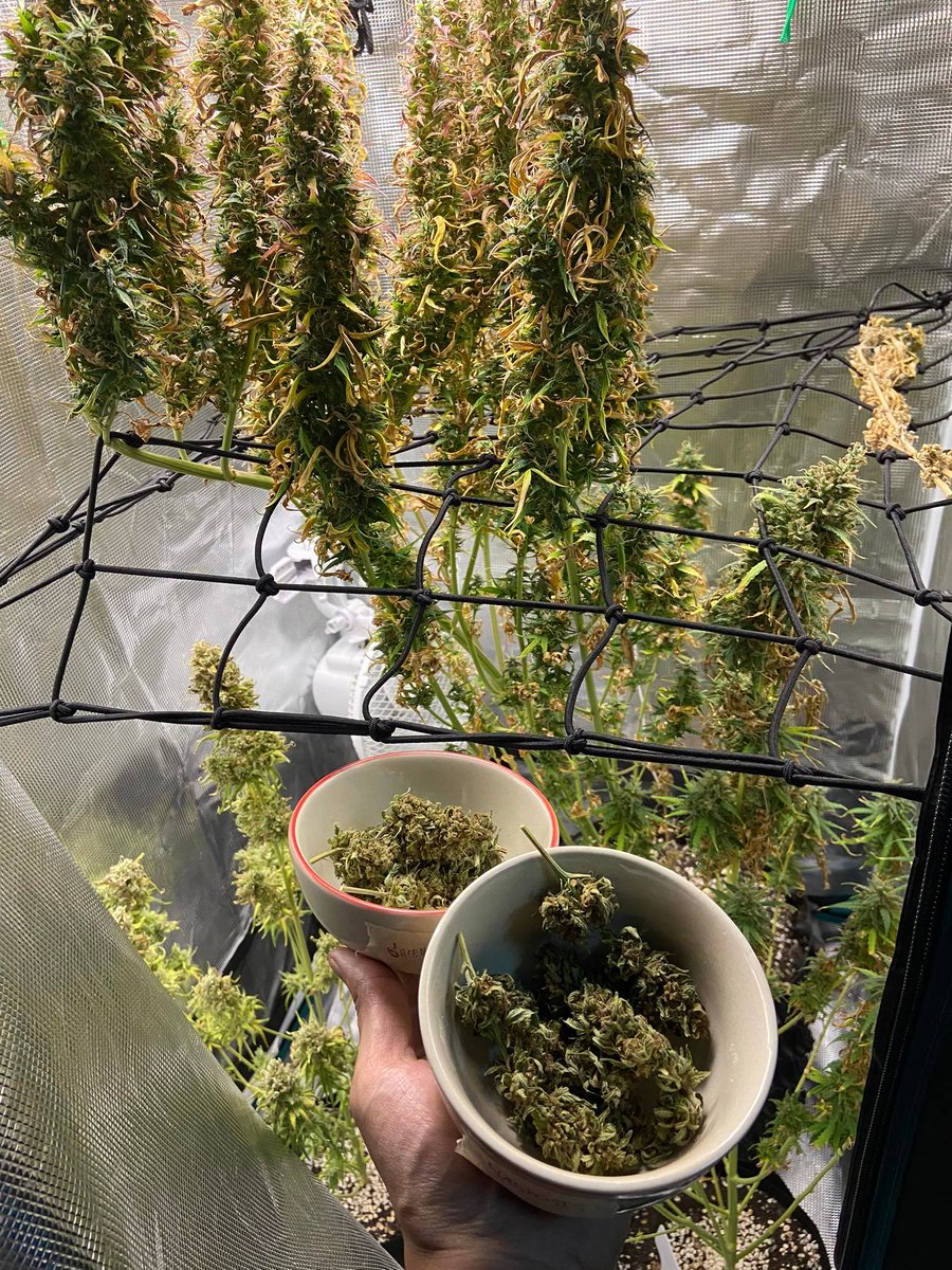 3land420's tweet photo. Organic mid grade
🎄 1G / 150-200 ฿ 🎄
 🔥3+1(free)🔥

#กัญชา #กัญชาไทย #ออแกนิค #fastbuds #blimburn #outdoor #indoor  #กัญชาอัดแท่ง #กัญชาog #พันลำ #พันลำกรุงเทพ #กรีนแคร็ก #กัญชานอก #กัญชาog #ต้นนอก https://t.co/rKWodlPhl2