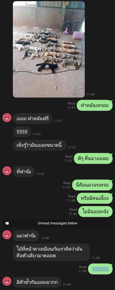 คุณไม่มีวันรู้ว่ารอบตัวมีแมวมากแค่ไหน จนกระทั่ง...