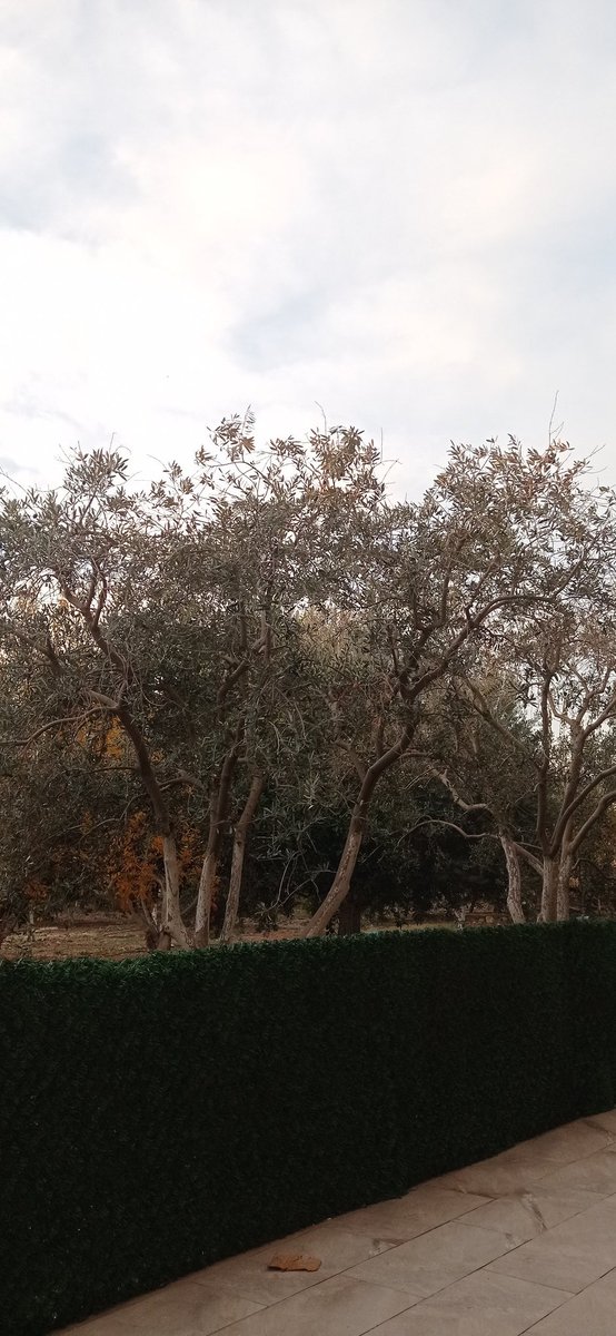 Günaydın öpülesi amlar