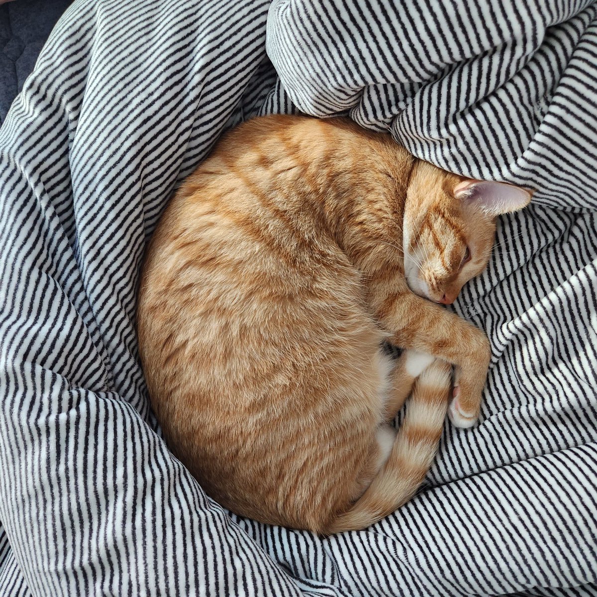 ぴぴたま Tequila3hai Twitter