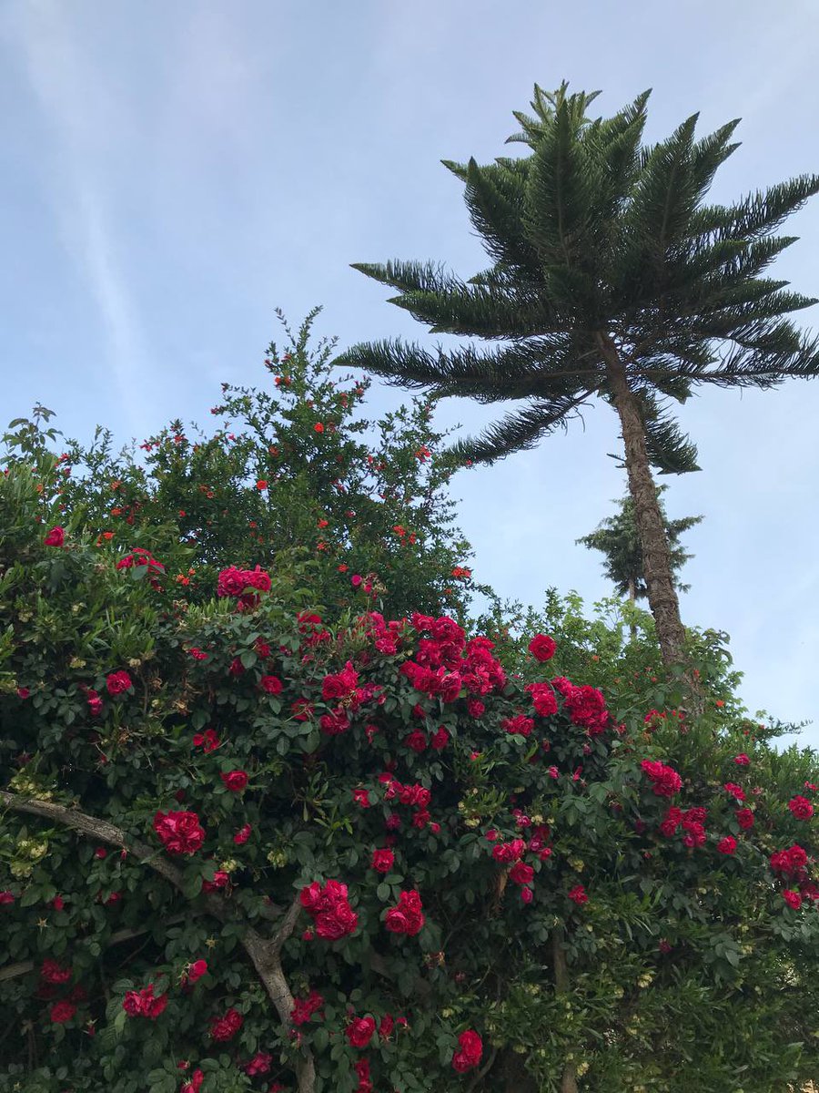 ALdosri6's tweet photo. @stcpay_ksa مبروك يالصقور ونبارك القياه الشريفه والشعب السعودي https://t.co/cJVKpddEvV