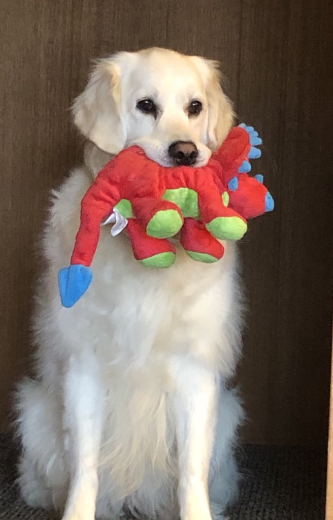 Beans4Buckshot's tweet photo. @dog_rates If you need it, Mavis wants you to have her Red Dino. It’s her favorite but she’ll do whatever it takes. https://t.co/sQ1b0lW390