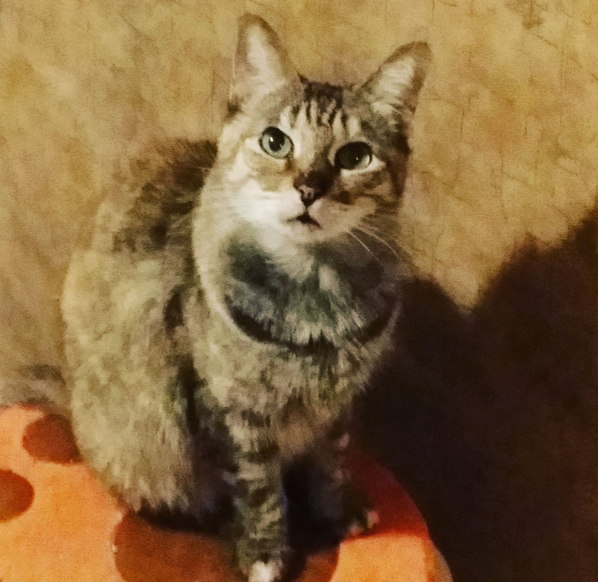 ragdollsebbie's tweet photo. Molly Biddy
6/15/2005 to 11/22/2022
Sweet little tortie who was always a good girl with a great big heart. She loved with her whole heart and was always a good kitty.
Sleep sweet, baby girl. Mama loves you. 🌈💔😿
#rainbowbridge #mollybiddy #goodnightsweetgirl #cats #bridgecat https://t.co/V4TeIAPiHo