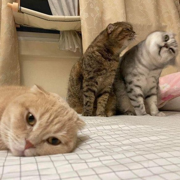 oliviad37237405's tweet photo. love is gone😥😥
#catsnuggles #catsofintagram #catsnap
#catsloverclub #cats_presidency #adorablecats https://t.co/oI7pptaU0z