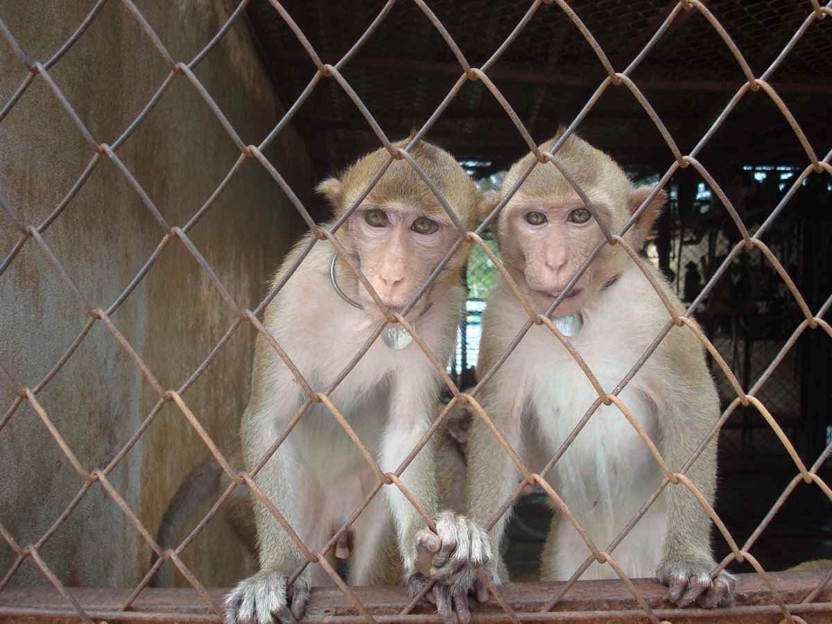 Call for greater protection for #longtailedmacaques to be made at #CITES #CoP19 in Panama. Side-event held to discuss population trends, conservation concerns & threats the species faces from global trade for research & testing. #EndWildlifeTrade #ProtectPrimates