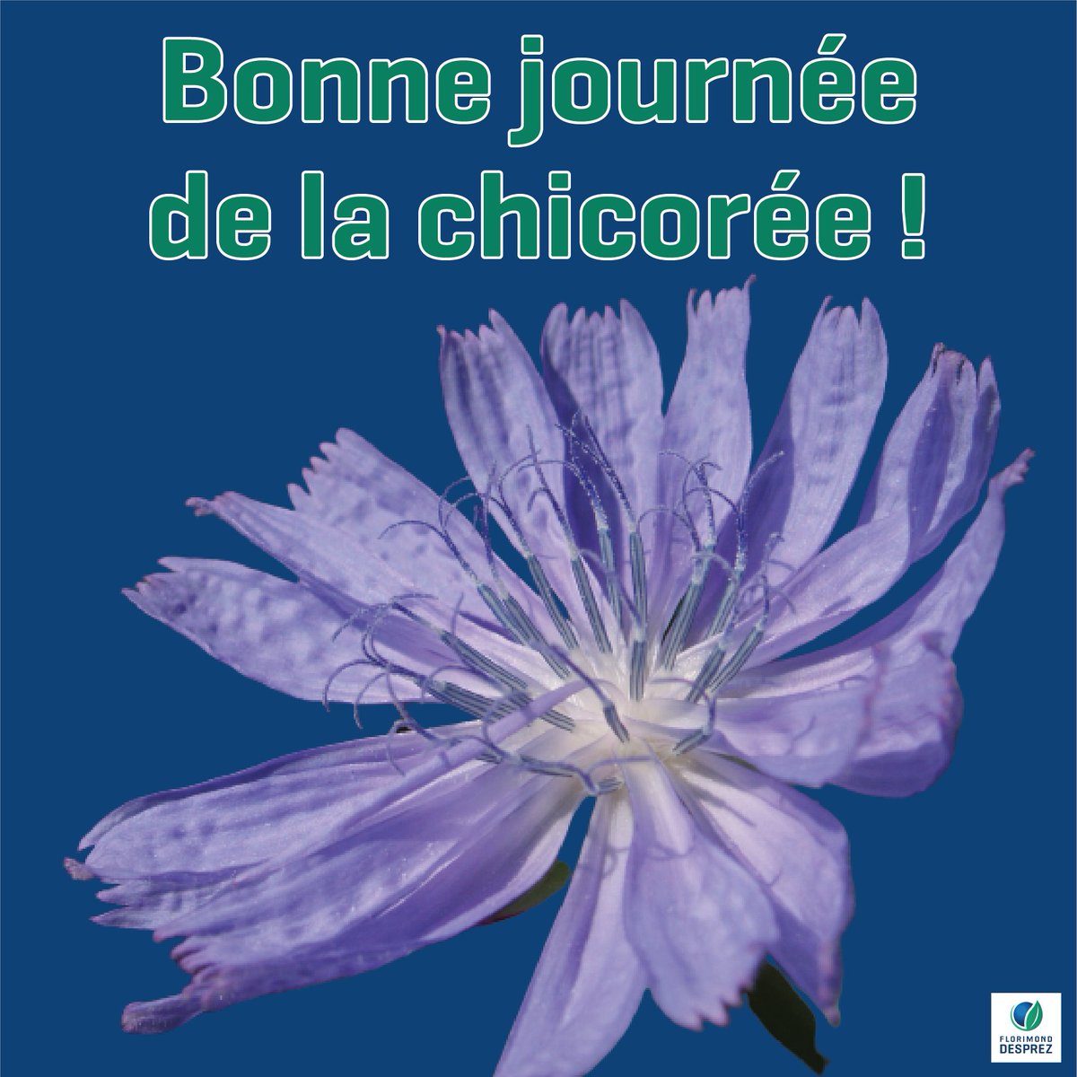 C'est la journée de la chicorée !

On la connaît surtout en tant que boisson ☕, comme la Chicorée Leroux, produite à deux pas de nos locaux !
Mais saviez-vous qu'avec la chicorée, on produit aussi de l'inuline ? 💡
C'est une fibre alimentaire qui présente de nombreux bienfaits !