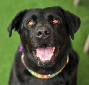 This is Thor. He is a Labrador Retriever from MaxFund No-Kill Animal Shelter. Adopt me: https://t.co/IXdPj4YIsk https://t.co/4lKGxAsv4D