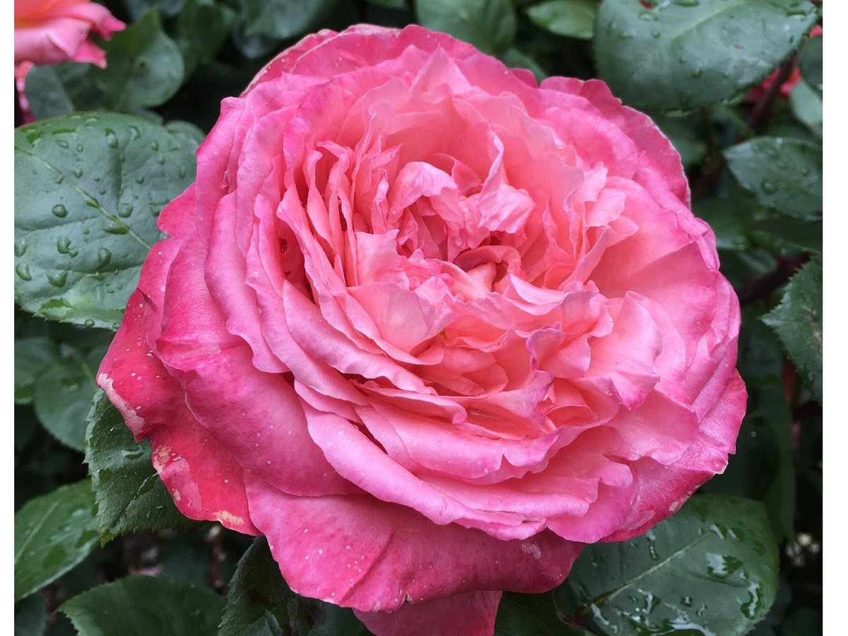 Angela13403240's tweet photo. #rose 
#RoseWednesday 
#beautifulmemory 
Wish you all a beautiful Wednesday🌹🌹🌹🍁🍂
Photos in June, 2022. https://t.co/7gbo1xPYjP