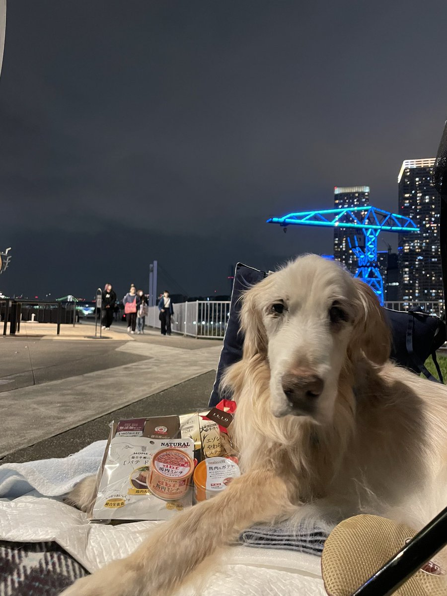 love_buddy_'s tweet photo. バディ17歳になりました🎂(便乗してモエ飲んじゃった😁)
おめでとう㊗️ありがとう😭
バディのパパとママにも感謝です🙏
数字なんか気にしないでこれからも穏やかな日を一緒に過ごして行こう😊
#goldenretriever  #ゴールデルレトリバー  #ゴールデンレトリーバー　#17歳 #頑張る老犬  #介護は恩返し https://t.co/oqzEhsR3z9