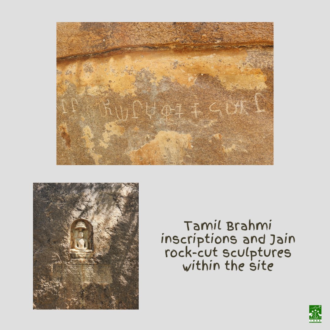 Tamil Nadu Biodiversity Board tweet media