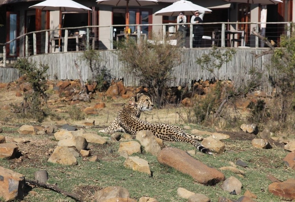 NambitiPlains's tweet photo. Just like the local wildlife, our unpretentious lodge is a place where you can relax and feel quite at home. Come and see for yourself. Book your stay at https://t.co/tZMa67KRIG
#safari #wildlife #Cheetah #righthere #viewfromthedeck #ExperienceAmazing #wildlifephotography https://t.co/9se5kxakpD