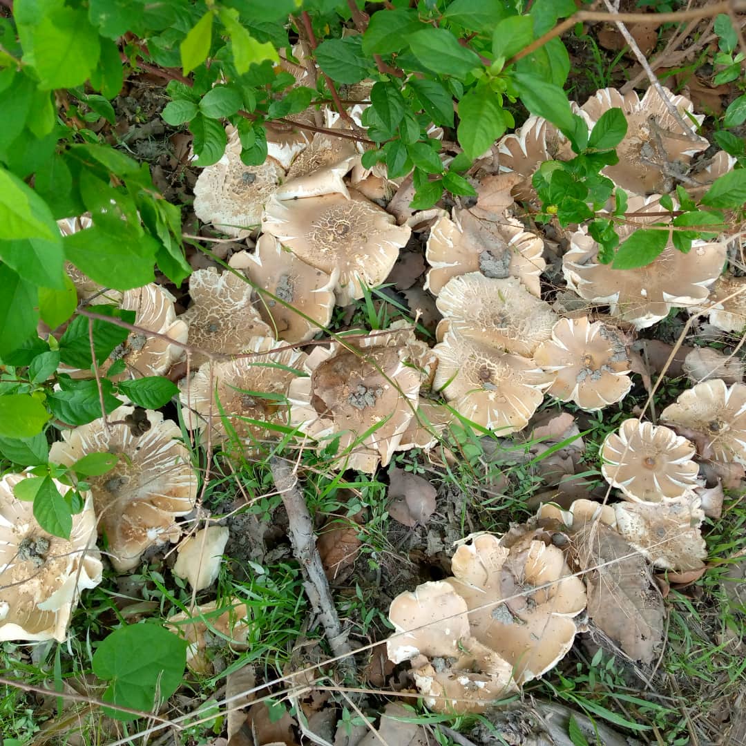 chembe143's tweet photo. Mushrooms can mean healthy soils because they rely on soil fungi and bacteria to digest nutrients for them https://t.co/iFiRLdqAmT