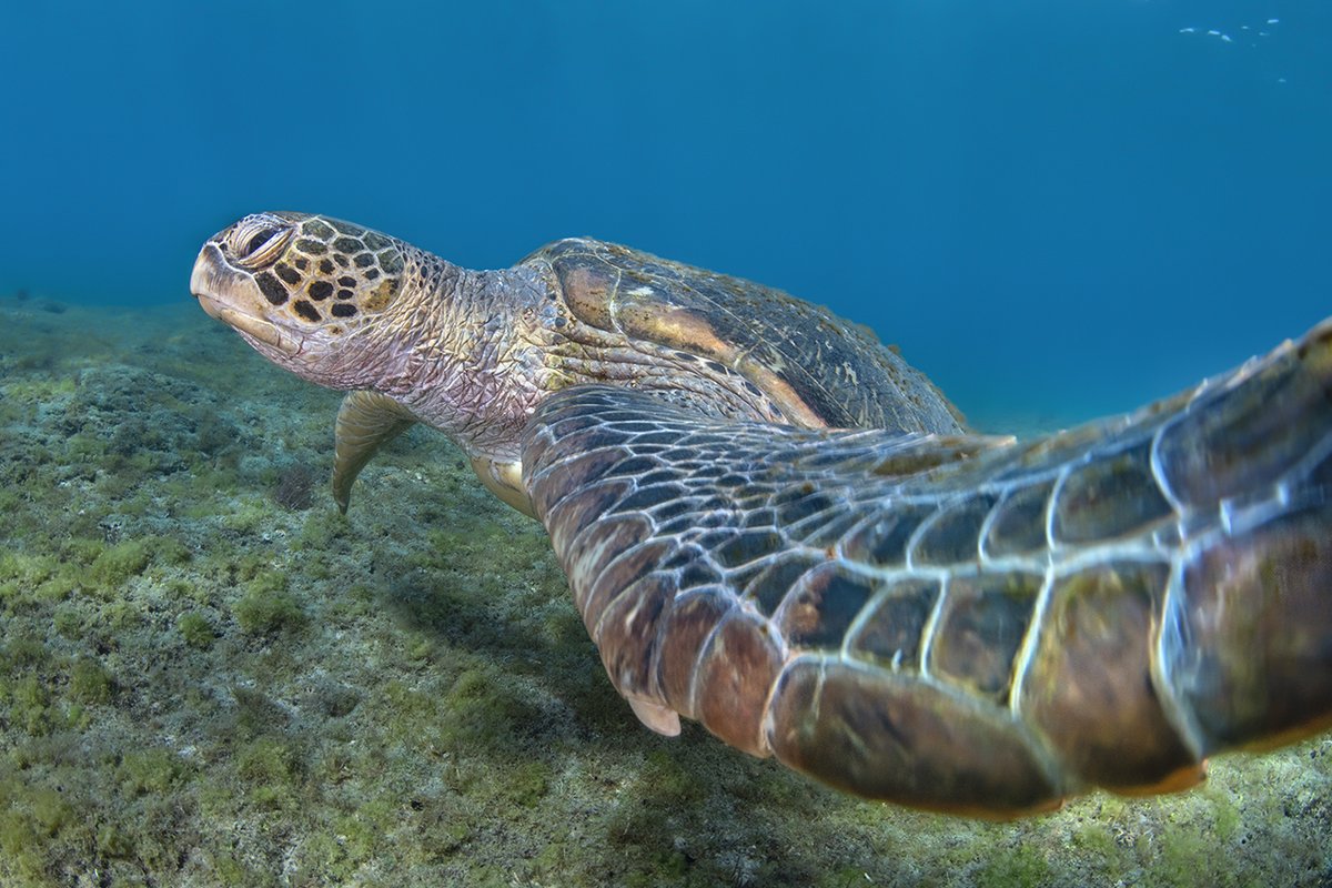 WWFBiodiversity's tweet photo. Last night @CITESCoP19 agreed to a Resolution on #seaturtles! This marks a critical commitment by governments to dismantle the #illegalwildlifetrade of turtles + their parts. See how a NEW global DNA toolkit will support this: https://t.co/CSewGGEh2R #WildlifeThriving #ShellBank https://t.co/2Ah19mzdT7