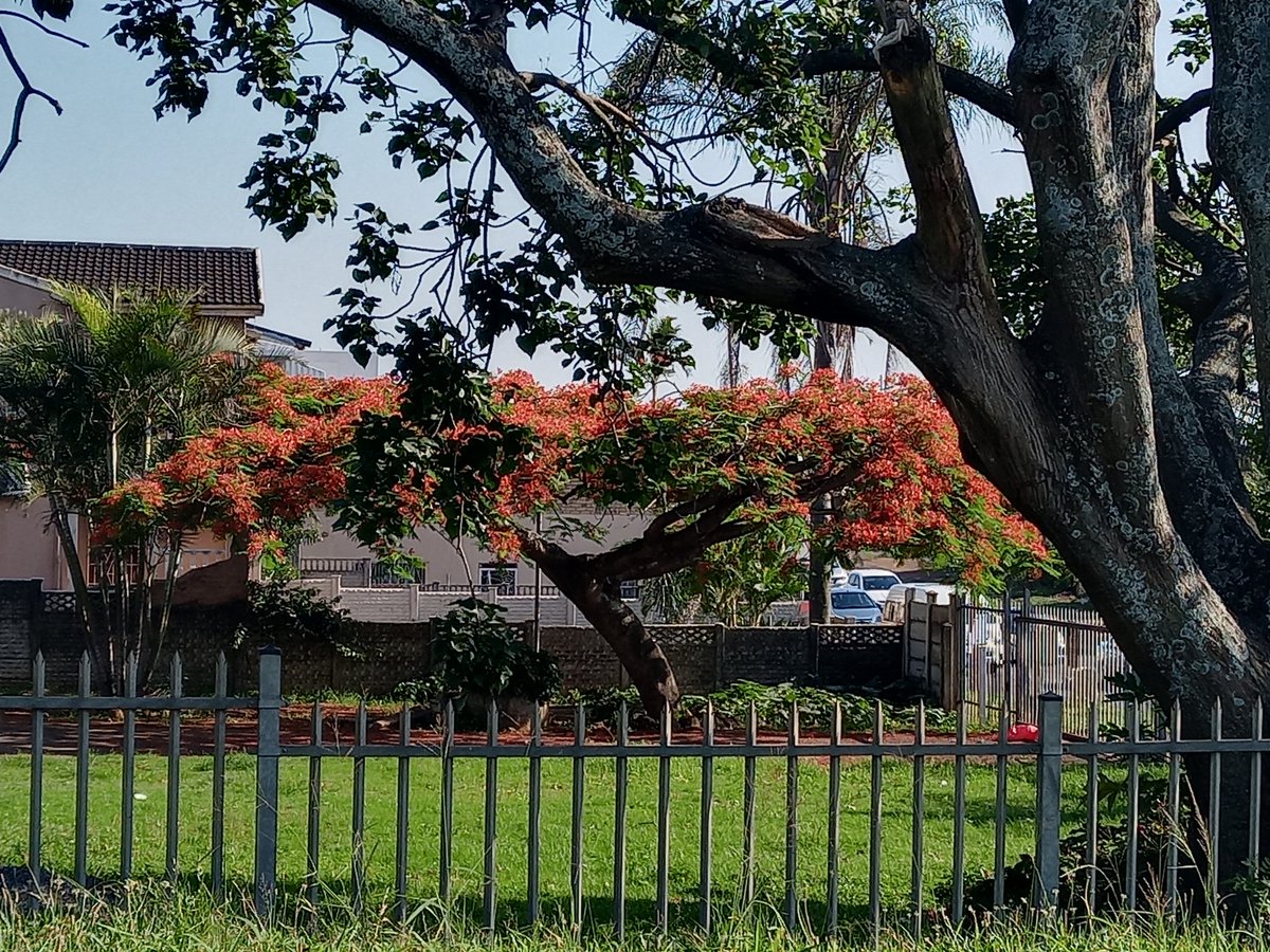 cindynaidoo3's tweet photo. Had to capture this beautiful #FlamboyantTree during my commute to the office this morning, simply stunning #NatureLover π https://t.co/hr2IEgfWdb