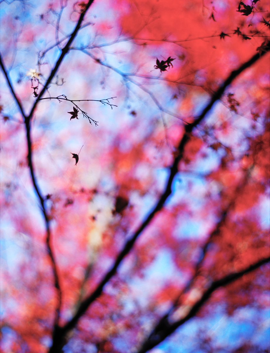 akio121's tweet photo. 紅葉　直指庵  2001.11.26

雨で在宅、昔の写真が出てきたので。
中判のボケ、ピントの薄さがいいなぁと。

等倍　https://t.co/pn3THChs1V

#直指庵
#jikishian
#contax645
#planar80mmf2
#E100VS
#Autumnleaves
#紅葉
#kyoto 
#京都 #京都紅葉 
#film #filmphotography https://t.co/91SuvYK4rL