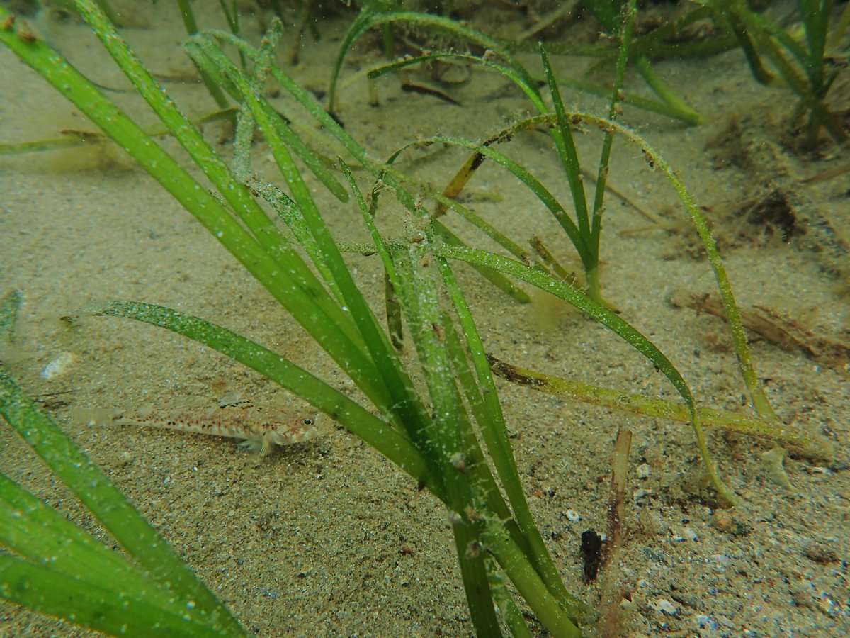 The love-hate relationship between seagrass and nutrients takes a twist as our field study shows adding nutrients to seagrass seed planting improves seedling emergence and growth frontiersin.org/articles/10.33…