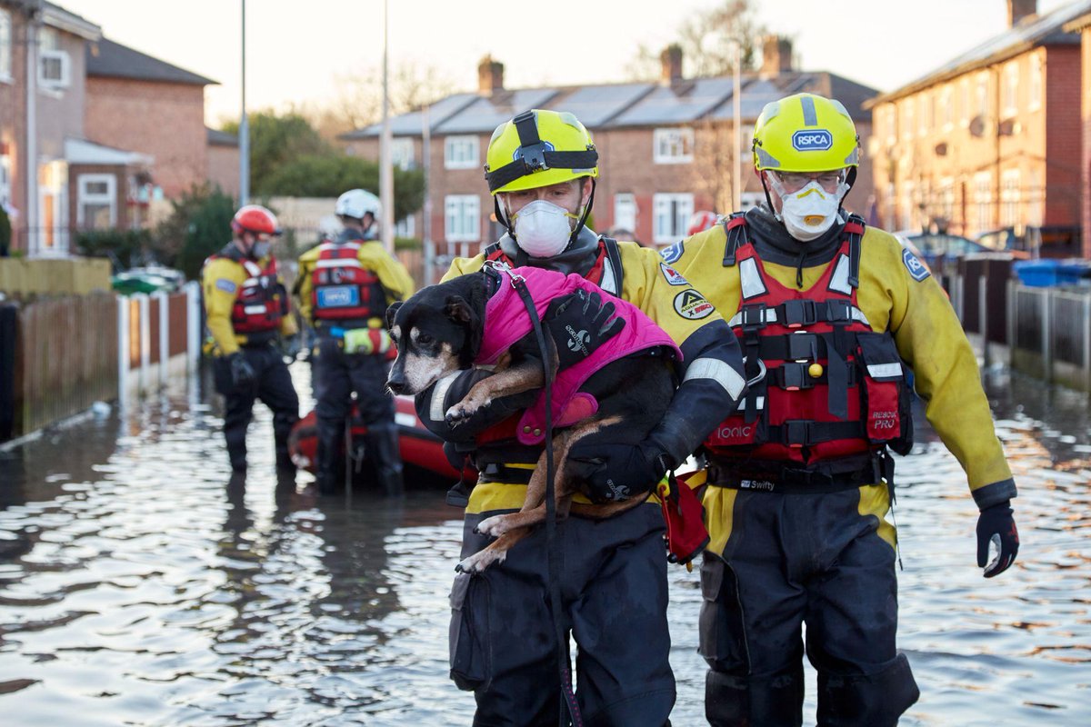 Our latest post (RSPCA Flood Response Team on Standby as Water Rises in Southern England) is now live! Please check it out on katzenworld.co.uk/2022/11/23/rsp… #cats #katzenworld #catlovers :D