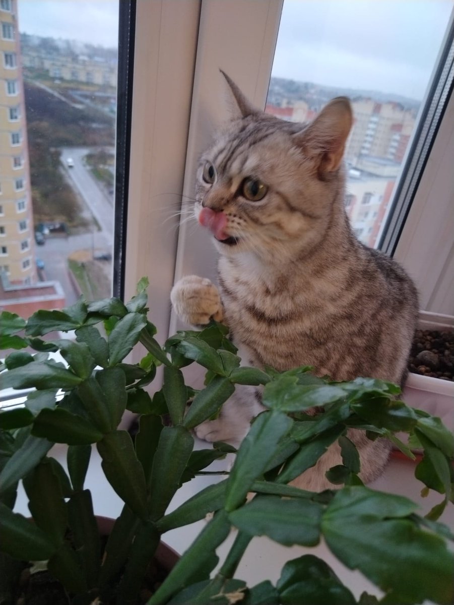 Halva50657897's tweet photo. @back_dead19 Томара Ивановна https://t.co/BLxJYZuEYo