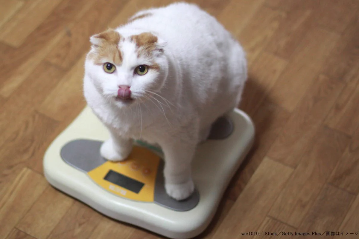 @tyomateee2 太った猫 🤪😉🫡 