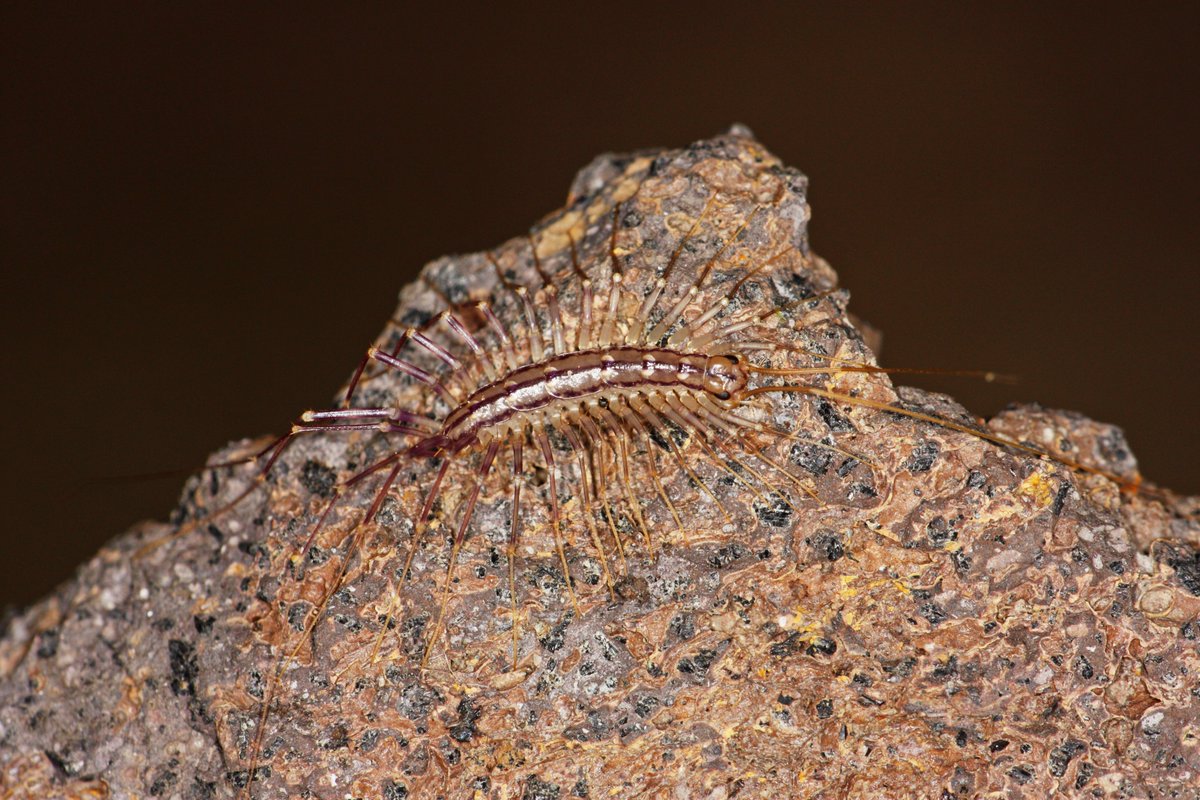 hIokksnkeuernts's tweet photo. Spinnenläufer (#Scutigera coleoptrata) kommen in Deutschland inzwischen vielerorts in menschlichen Besiedelungen vor. Am wärmsten Ort Deutschlands (#Kaiserstuhl) können sie auch am Weinberg überleben.
#natur #nature #wildlife #artenvielfalt #Hundertfüßer #Chilopoda #Scutigeridae https://t.co/oX9F6MEZlO