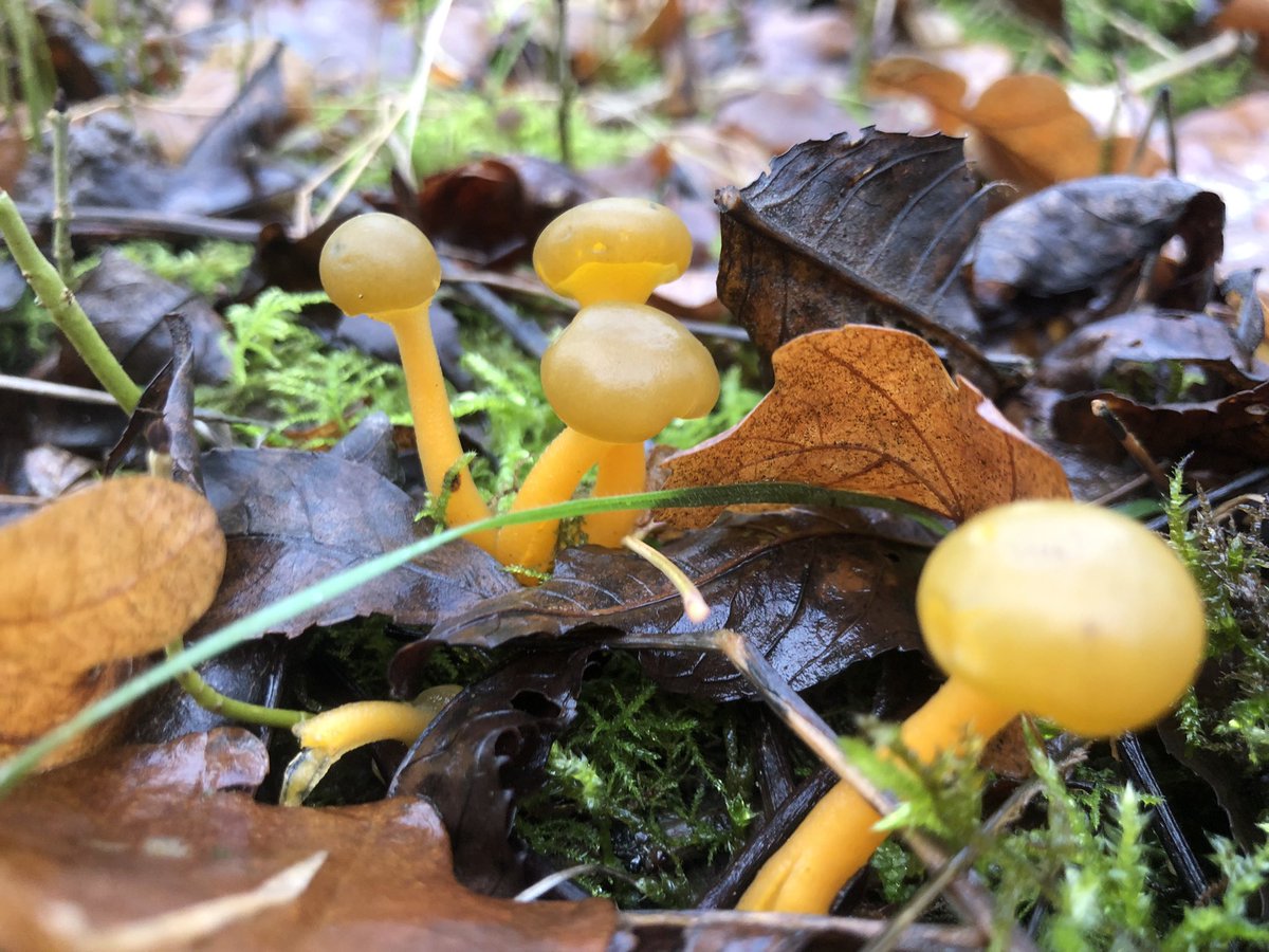 GingerGreenie's tweet photo. Jelly baby fungus ( Leotia lubrica) finally found some and they certainly are cute little things . #fungi https://t.co/ljGFqwXcjr