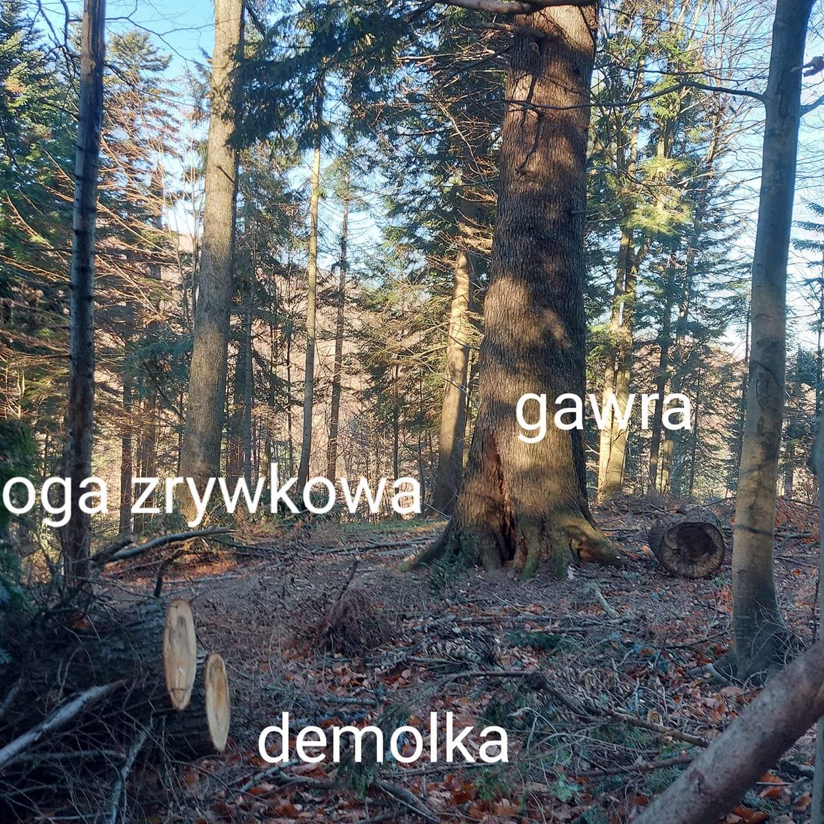 Inicjatywa Dzikie Karpaty tweet media