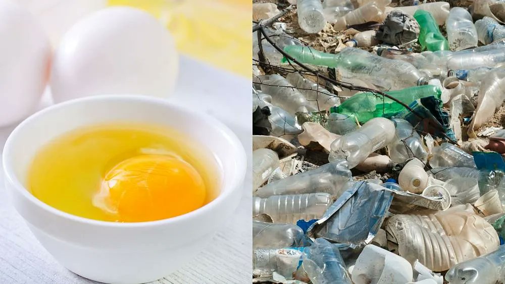 donnellan_conor's tweet photo. From a component of breakfast to fighting plastic pollution. Clucking Great!

Researchers at Princeton University have found that eggs can be more useful than just a side piece on your breakfast plate. 
https://t.co/pT9KCRPVr8 
#eggs #innovation #pollution #sustainability https://t.co/uwkbGwfOtc