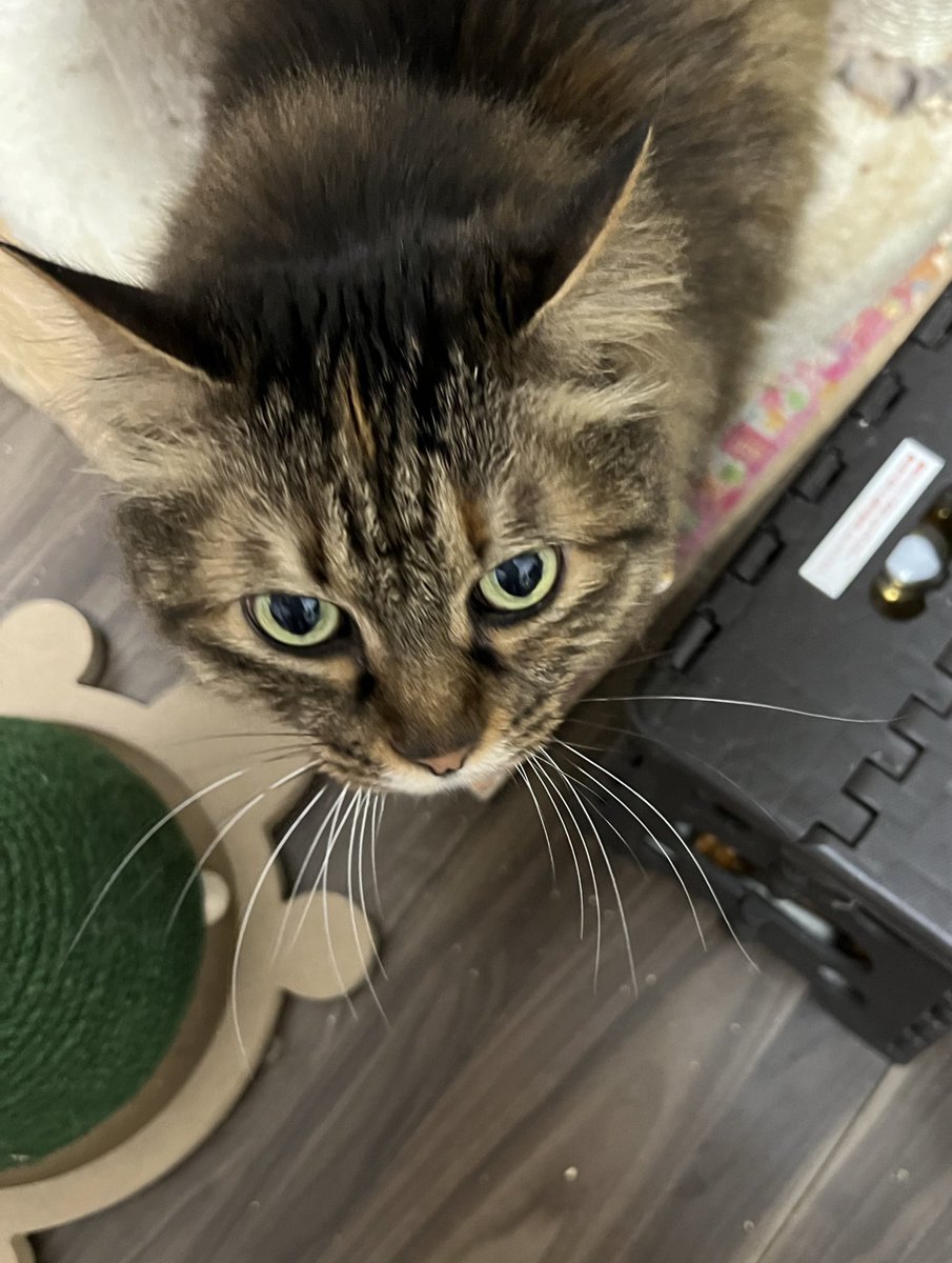 キジトラちゃん様専用 vittoriosplayas.com