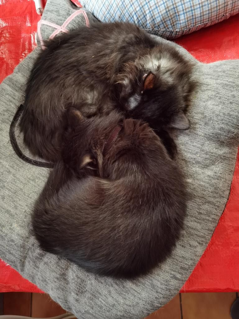 Michael's Cat tweet media