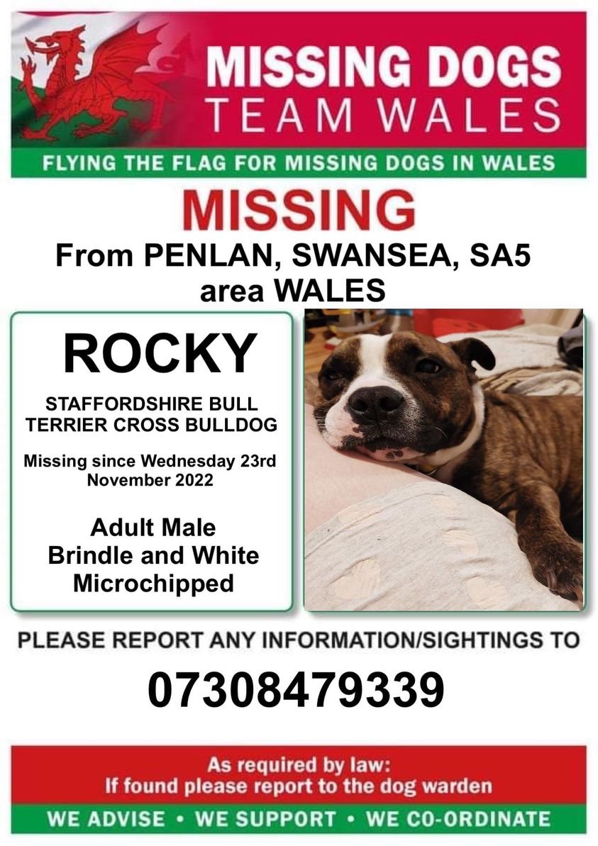 gelert01's tweet photo. ‼️ROCKY‼️
MISSING FROM PENLAN, SWANSEA, SA5 area WALES WEDNESDAY 23rd November 2022‼️MICROCHIPPED AND ON MEDICATION ‼️Last sighting was of him on Penlan playing fields @Anthony_Bailey_ @missingdogwales @CarolPoyerPeett @rosiedoc666 @RachaelB100 @karen11564937 @karensarah66 https://t.co/dnfFlUZyiP