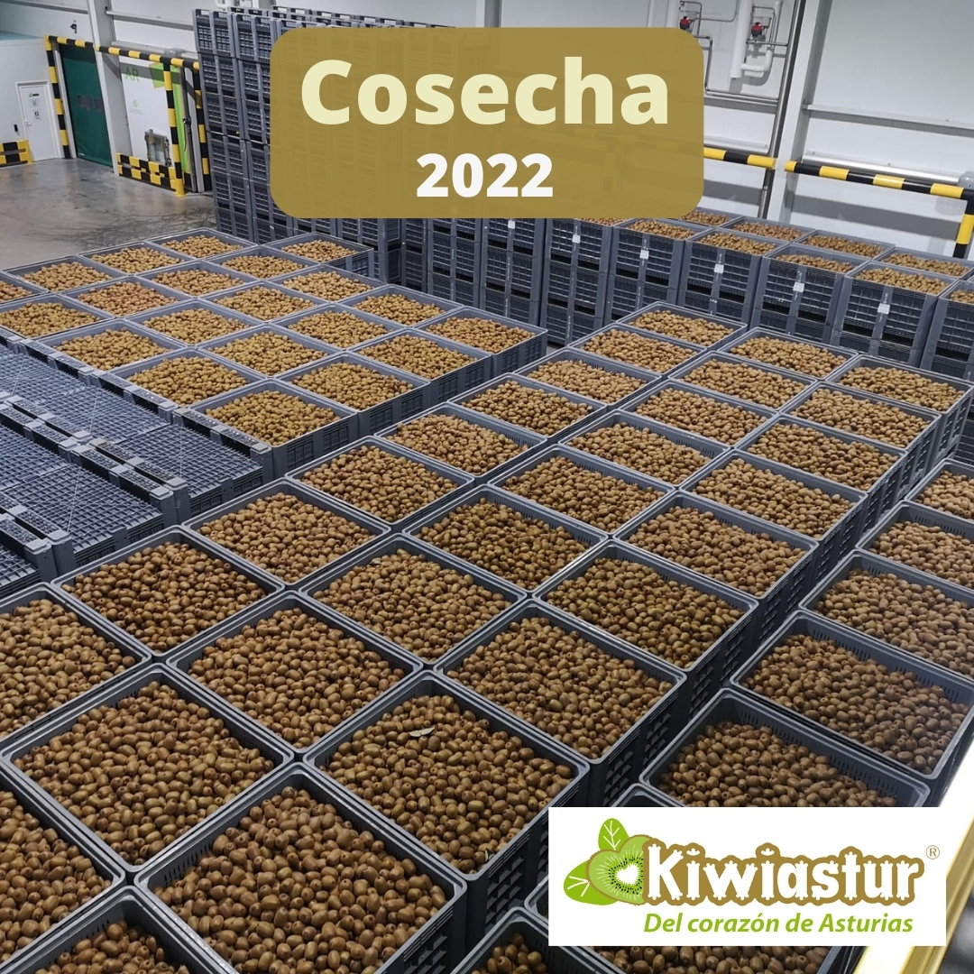 kiwiastur's tweet photo. Así está nuestro Centro de Tratamiento y Distribución 😊. 

Una buena cosecha, la de este año, que pronto estará en vuestras tiendas 😉.

#kiwi #DelCorazonDeAsturias #kiwicultora #Pravia #Asturias #Peñaullán #frutadetemporada #frutafresca #5aldía #almenos5aldía #habitossaludables https://t.co/9Ki04hzpIU