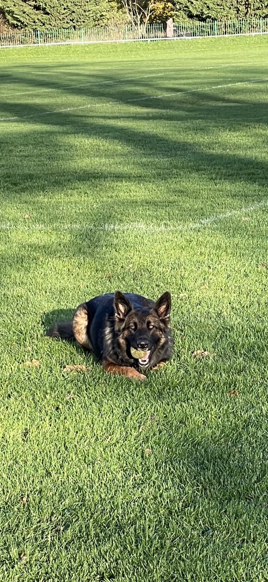 NicNic711's tweet photo. Wet then sunny walk earlier, Summer doesnโt care either way as long as thereโs a ๐พ involved #walkies #misssummer #GSDxMali #bbsummer #MetPolPup #dogsoftwitter https://t.co/8Q3AhILpcQ