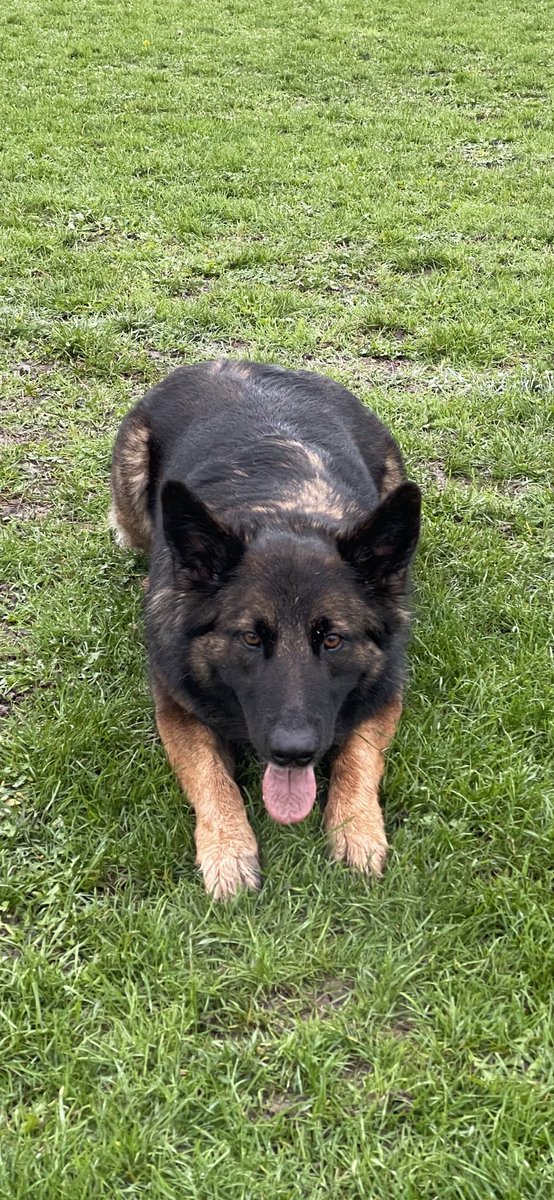 NicNic711's tweet photo. Wet then sunny walk earlier, Summer doesnโt care either way as long as thereโs a ๐พ involved #walkies #misssummer #GSDxMali #bbsummer #MetPolPup #dogsoftwitter https://t.co/8Q3AhILpcQ