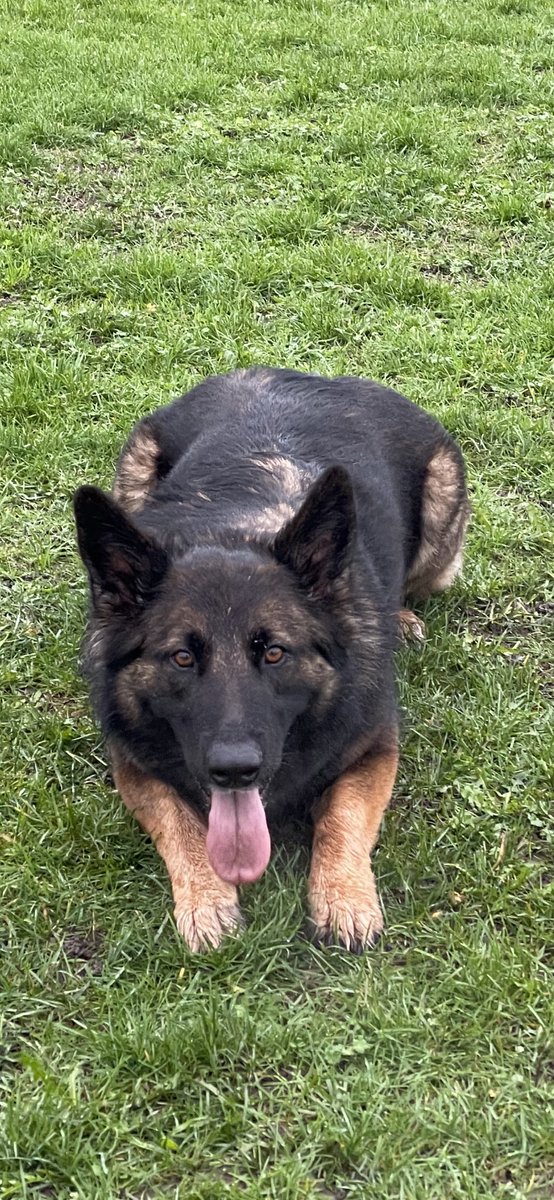 NicNic711's tweet photo. Wet then sunny walk earlier, Summer doesnโt care either way as long as thereโs a ๐พ involved #walkies #misssummer #GSDxMali #bbsummer #MetPolPup #dogsoftwitter https://t.co/8Q3AhILpcQ