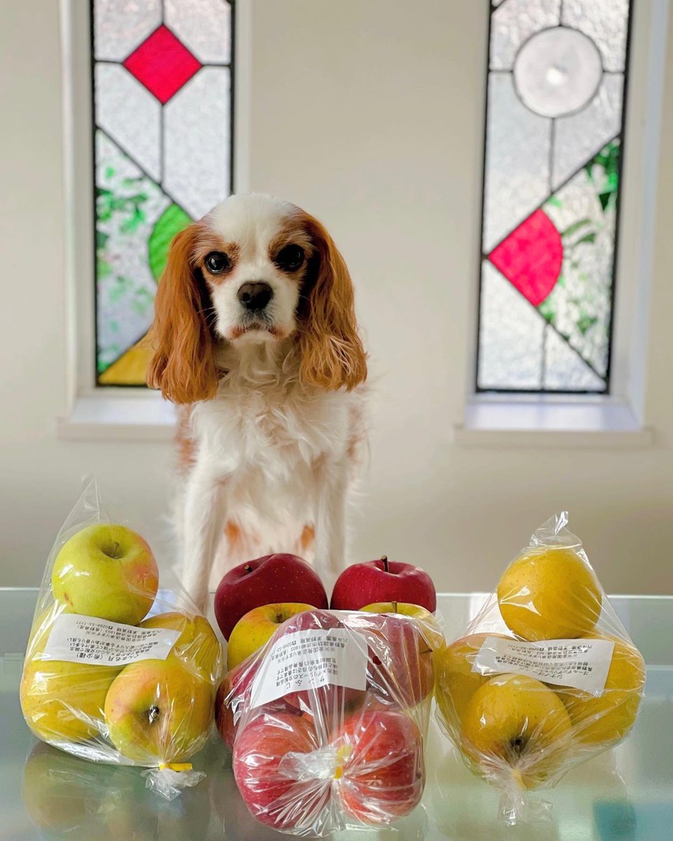 じゅんこ様❤キャバリア 鯉のぼり オブジェ♡