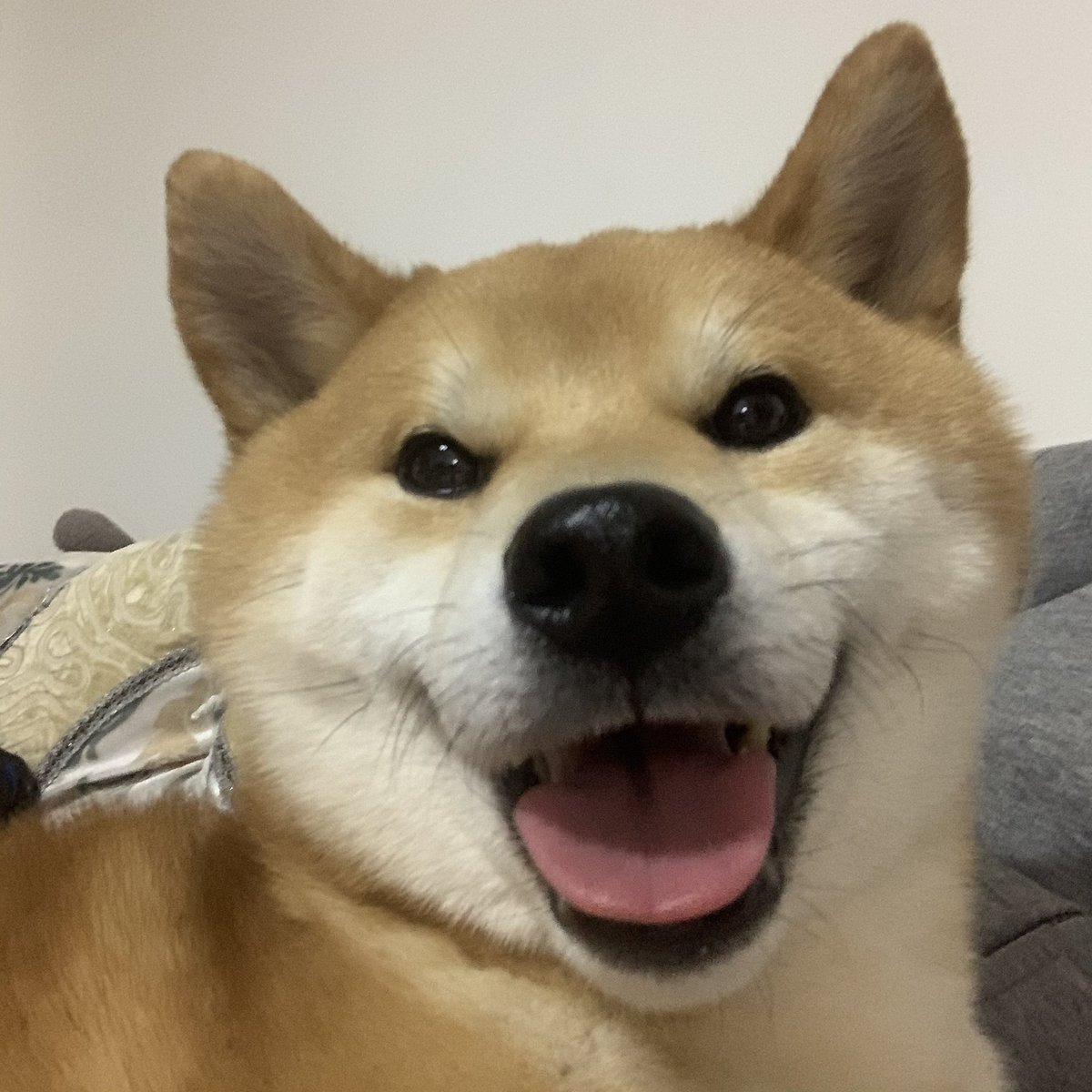PetChain2's tweet photo. Are you happy most of the time?😃😃😃
#dog #carnivore #tail #meatlover #lovemydogs #pets #animallover #wildlife #animalsaddict #whiskers #companiondog #fawn #snout #topdog #snoutout #dogphotos https://t.co/vqKny3CRtl